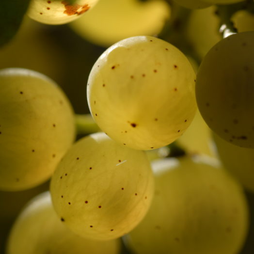 Domaine Merlin, Domaine Merlin, 