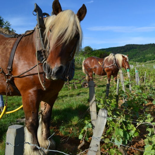 Domaine Merlin, Domaine Merlin, 