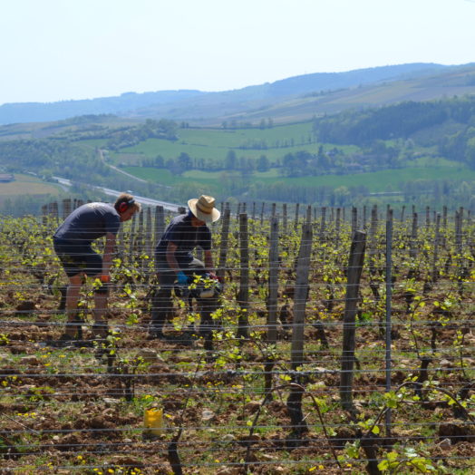 Domaine Merlin, Domaine Merlin, 